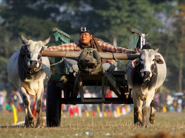 The Chitwan Elephant Festival in Chitwan, Nepal, includes ox-cart races, horse-car races, and canoe races, as well as other games that involve elephants.