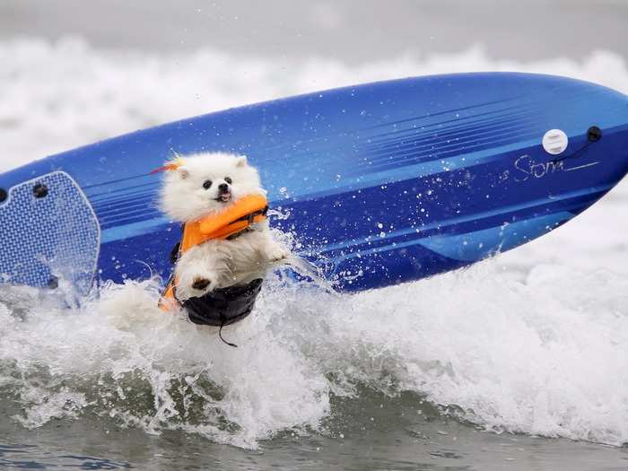 Every year, dogs are taken to Imperial Beach in San Diego, California, to participate in the Unleashed by Petco Surf Dog Competition. According to Reuters, all proceeds go to benefit the San Diego Humane Society.