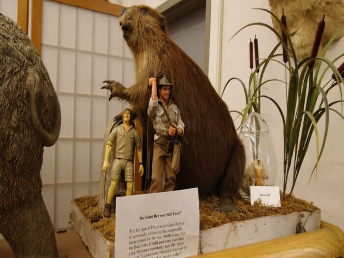 International Cryptozoology Museum, Portland, Maine, USA