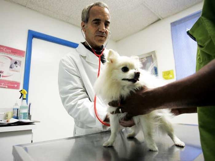 13. Veterinarians