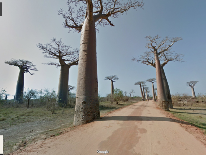 This is the Avenue of Baobabs in Madagascar