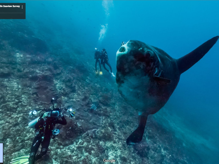 Mola molas are a large ocean sunfish that can be found in the cold waters of Crystal Bay in Bali. Because the current can be so strong, only experienced divers are allowed in Crystal Bay.