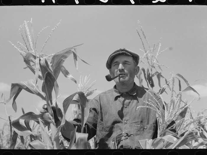 Mr. Wright stands amidst the corn he has raised in Syracuse, Kansas.