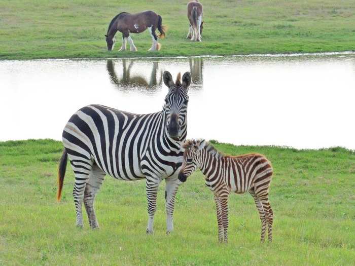 MISSISSIPPI: The Tupelo Buffalo Park and Zoo is the largest zoo in the state of Mississippi and features plenty of exotic animals from giraffes to buffalos to zebras and monkeys.