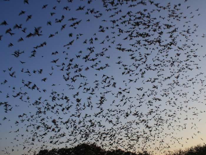 TEXAS: Bracken Cave is home to the world