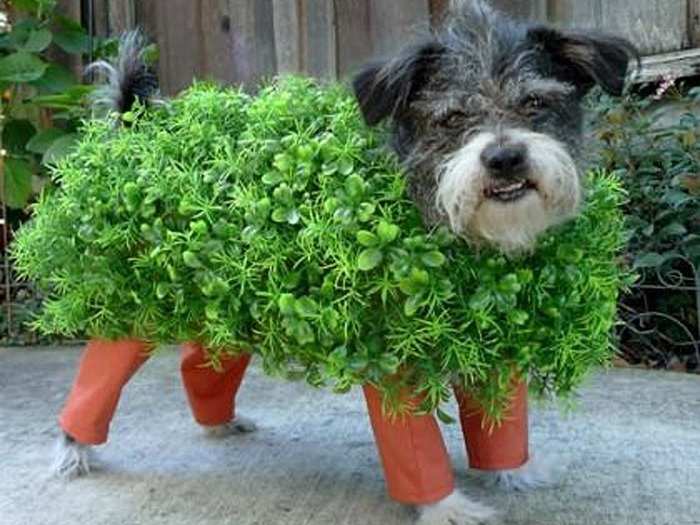 Pet costumes are very popular on Pinterest — this chia pet pup, for example, has been re-pinned over 3,800 times.