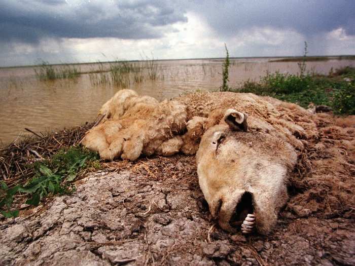 A dead ram decomposes on the boundaries of the Doñana National Park in Spain one week after 5 million cubic meters of acidic toxic fluid spilled from a nearby mine. The spill burned and killed vegetation in the area. This photo was taken on May 2, 1998.