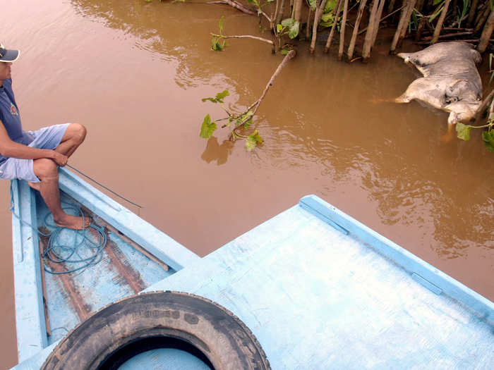 A Brazilian fisherman observes a dead bull near the shore of the Paraíba do Sul river, about 225 miles north of Rio de Janeiro, on April 8, 2003. A toxic waste spill of 320 million gallons from a factory in Minas Gerais state tainted the water supply of seven cities in Minas Gerais and the neighboring state of Rio de Janeiro. The spill contained waste from the pulp bleaching process, which was mainly composed of caustic soda. It left some 600,000 people without a regular water supply.