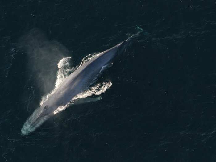 Blue whale tongues weigh almost 6,000 pounds. That