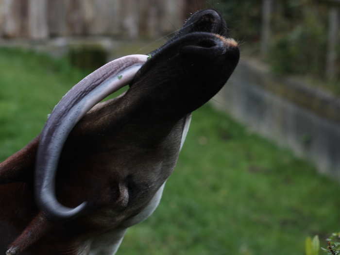 The okapi, which is related to giraffes and looks kind of like a zebra, has a tongue so long it can lick its own eyes and ears. The animal uses its lengthy tongue to strip leaves off of trees and into its mouth.