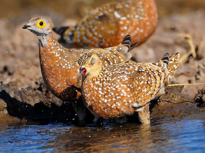 The sand grouse has feathers that soak up water like a sponge so it can share the drink with its chicks when it returns to the nest.