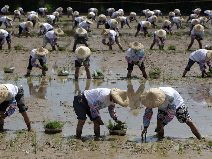 1,215 Taiwanese farmers broke a Guinness World Record by planting rice seedlings for 5.1 acres in just 16 minutes and 20 seconds.