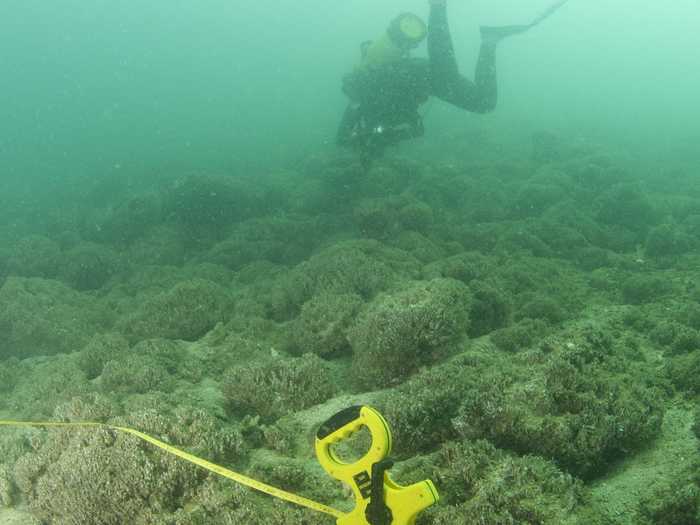 CORAL REEFS NOW: The reef was devastated in 2008 by harmful algae blooms known as red tide, potentially linked, in part, to increased greenhouse gases and rising ocean temperatures. The tide kills sea life by depleting the oxygen in the water.