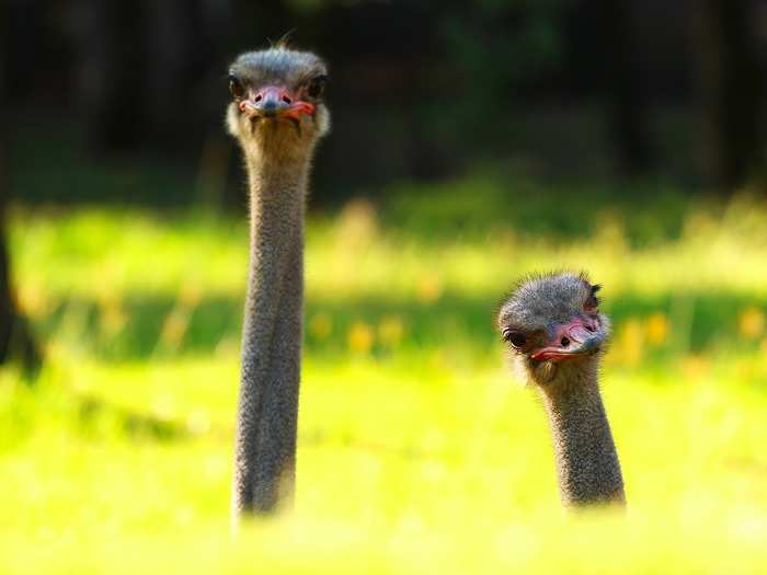 Ostrich effect