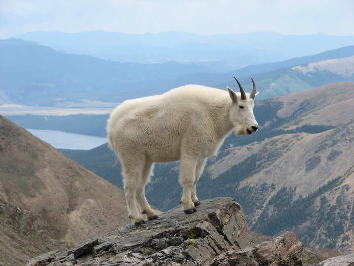 Mountain goats typically live at elevations above 10,000 feet. They migrate to lower elevations during the spring and summer, but return to their mountaintops to survive the long winter.