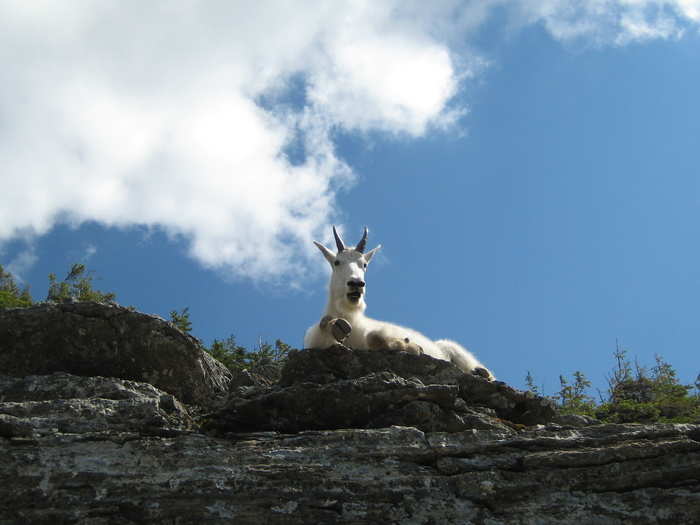 Mountain goats owe their climbing abilities to their crazy feet. They