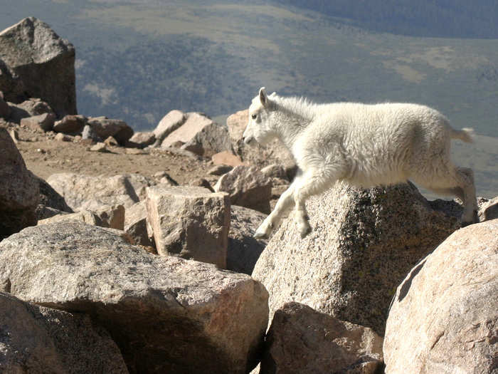 Mountain goats can also jump up to 12 feet.