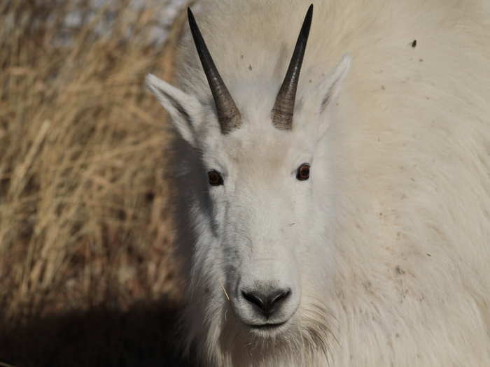 You can count the number of rings on their horns to tell how old they are, just like a tree.