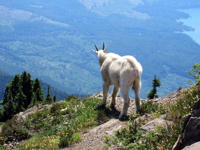 In the wild, mountain goats can live up to 15 years. Long live the crazy, cool mountain goat!