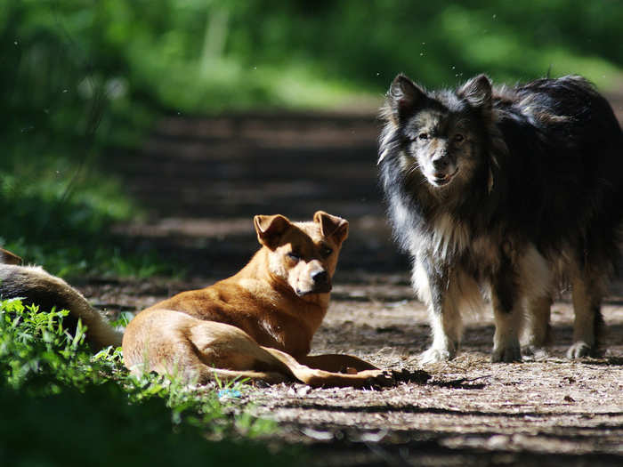 Stray dogs that have left human care are evolving more wolf-life traits.