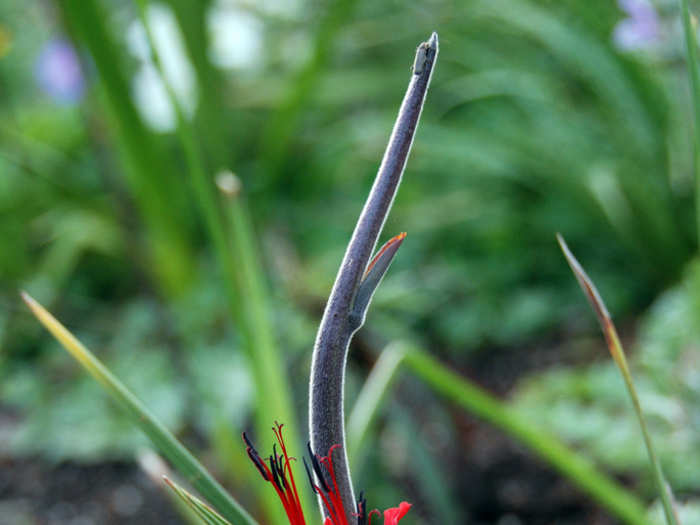 Plants developed perfect bird perches to lure their potential pollinators.