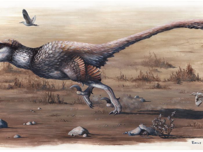 Scientists discovered a new raptor species in North Dakota. The 17-foot-long creature is the largest specimen unearthed with feathers on its wings.