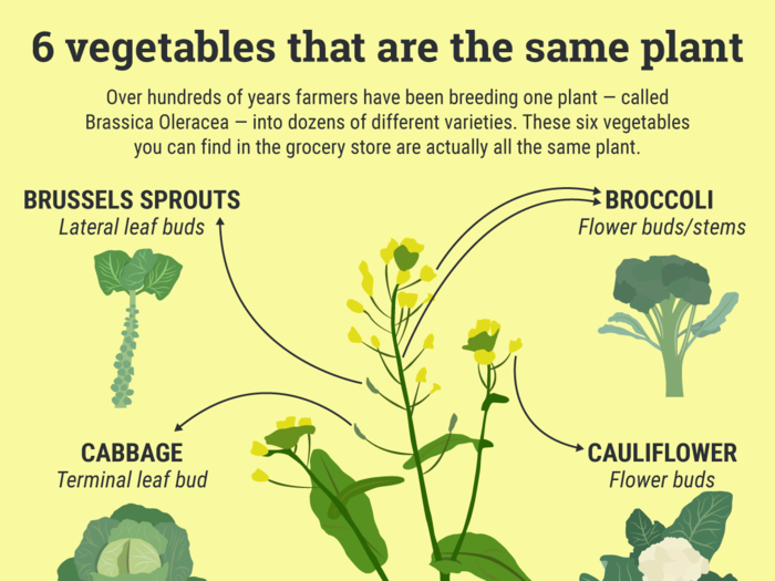 Though they look pretty different, Brussels sprouts, broccoli, cauliflower, kohlrabi, kale, and cabbage all come from the wild mustard plant.