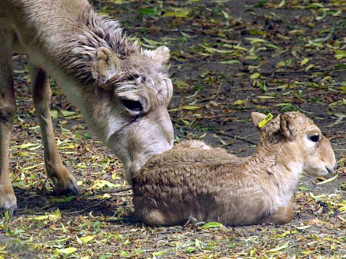 Scientists discovered that unusual weather conditions caused by climate change turned a normal bacteria that lives in the stomach of the saiga antelope deadly, killing about half the species this spring.