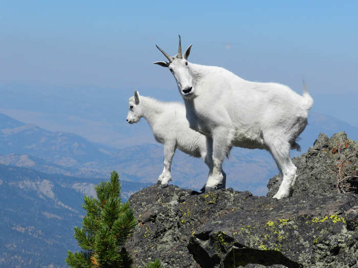 It turns out that mountain goats aren