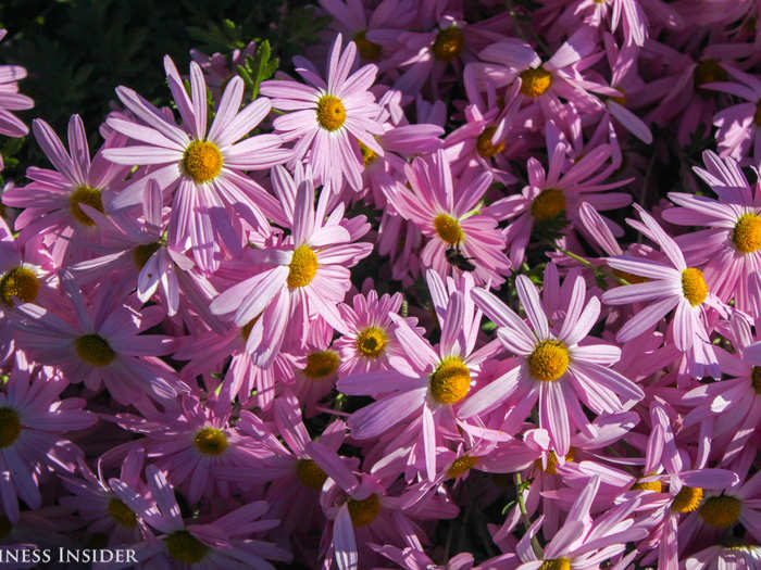 As you continue to make your way through the park, there are a lot of beautiful flowers to see.