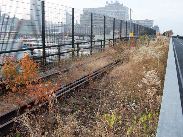 This section of the High Line "features a simple path through the existing self-seeded plantings." These plants grew naturally in the years after the train