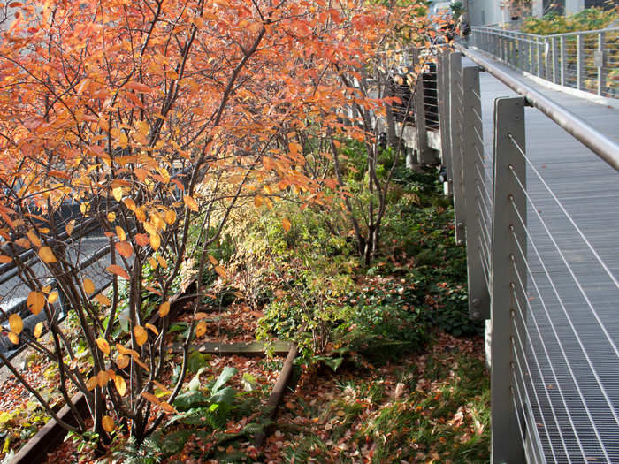 Some of the walkways are raised above the tracks, which still follow below among the trees and plants.