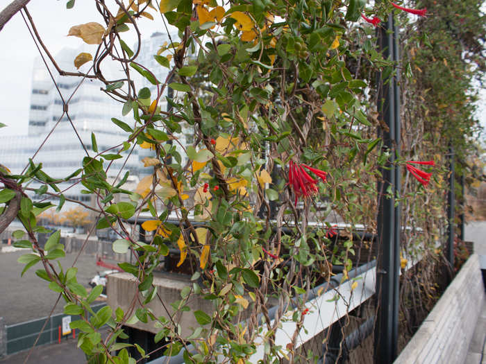 Despite the November chill in the air, some flowering vines were thriving.