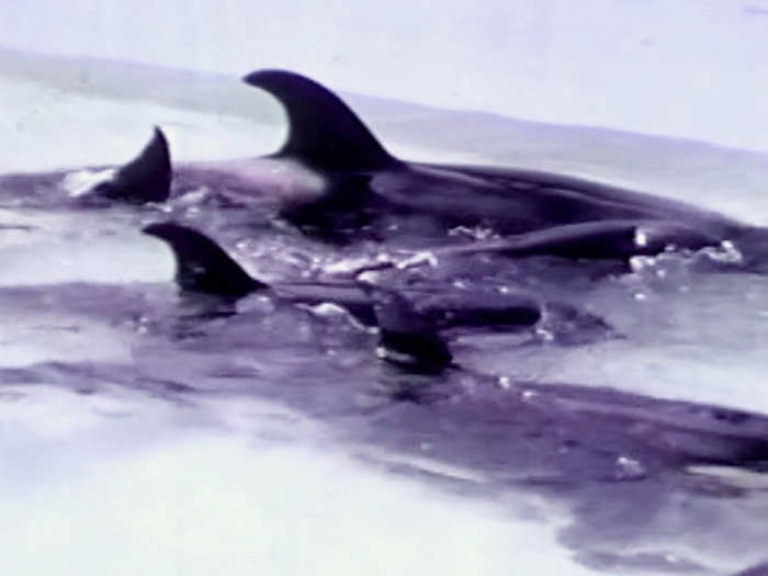 Orcas are a matriarchal society. Without a mother to protect and socialize him, Tilikum was hazed and dominated by two other females he shared a cargo size container space with.