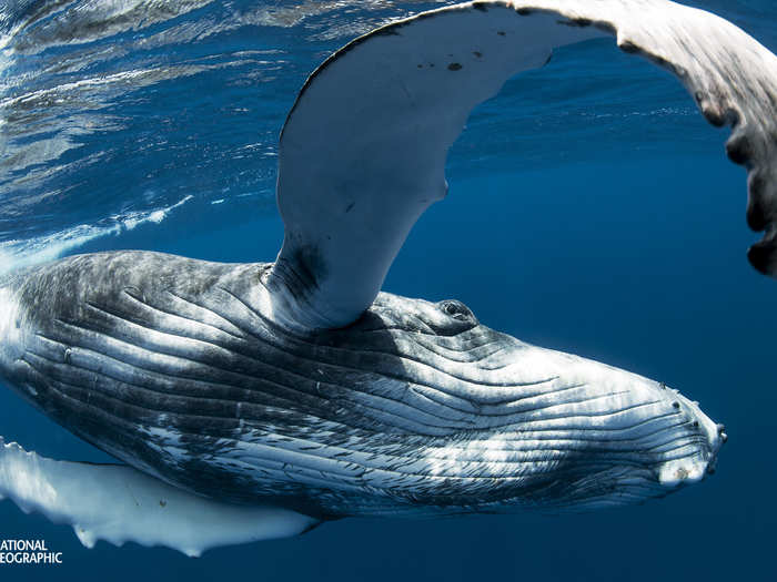 An inquisitive and playful female Humpback whale calf in Neiafu, Vava`u, Tonga measures photographer Matthew Draper with her pectoral fin. By measuring how close he is, the whale can determine if her tail is going to come into contact with Draper as she swims past.