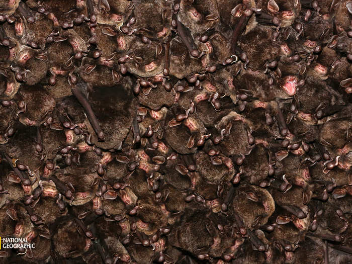 A colony of Eastern bent-winged bats form a colony for hibernation in Ozu, Ehime, Japan.