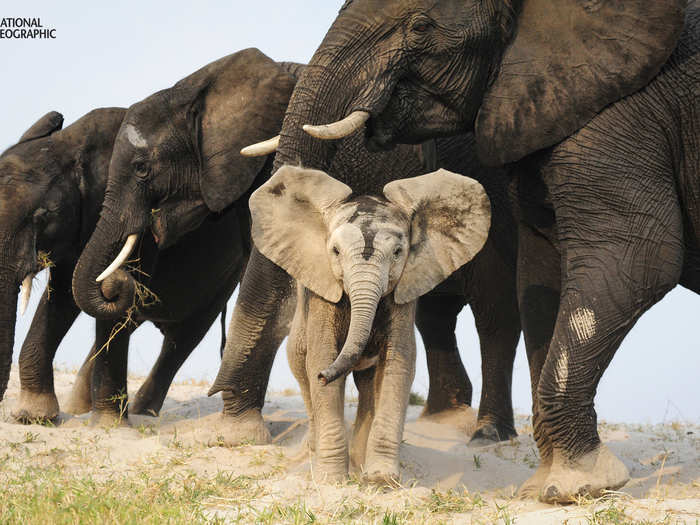 A baby elephant disguised in sand pokes through a line of elephants that had just crossed the Chobe River in Botswana, Africa on a hot day. They relax and cool down by flicking cool sand onto their backs.