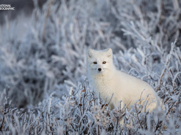 An arctic fox in the frozen willows of Churchill, Manitoba, Canada.