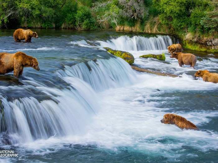 Six bears feast on salmon during the fish