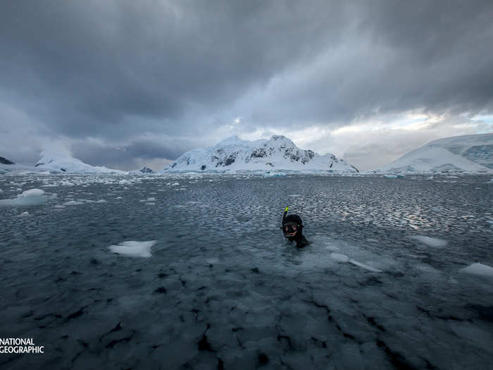 A diver prepares for a freediving session in Snow Hill, Antarctica.