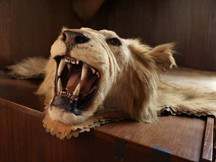 Teddy Roosevelt shot this lion on one of his many expeditions to Africa. While the club used to have a reputation as big-game hunters (note all the taxidermy in the house), it has since aimed to distance itself from that part of its past. The club has moved toward championing environmentalism and conservation.