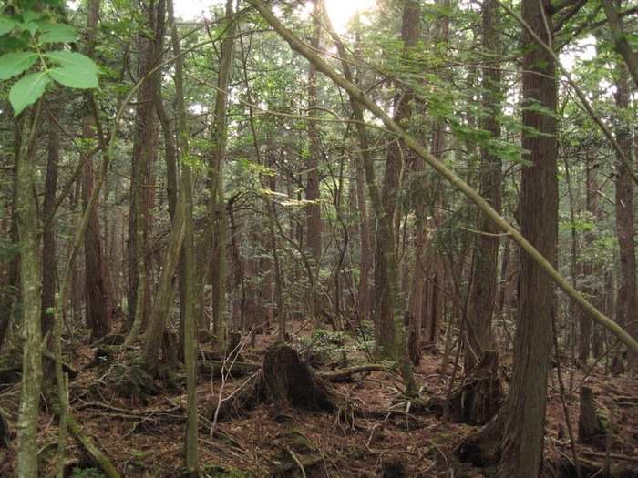 Suicide forest in Aokigahara Jukai, Japan