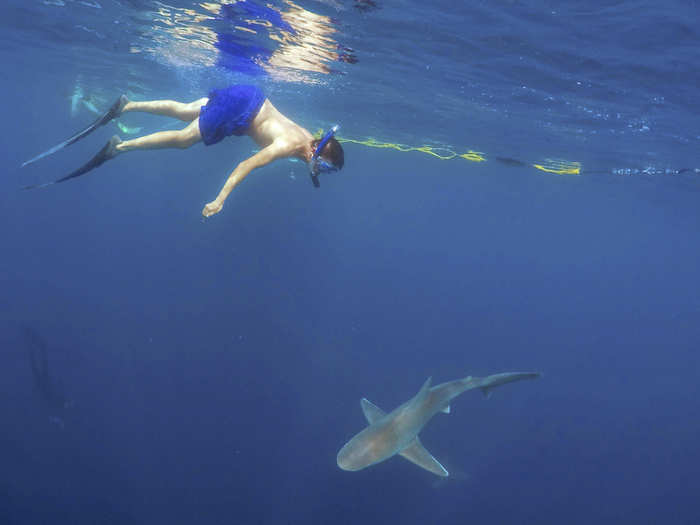 In Hawaii, a tourist takes a dive of faith, swimming with a shark without the protection of a cage.