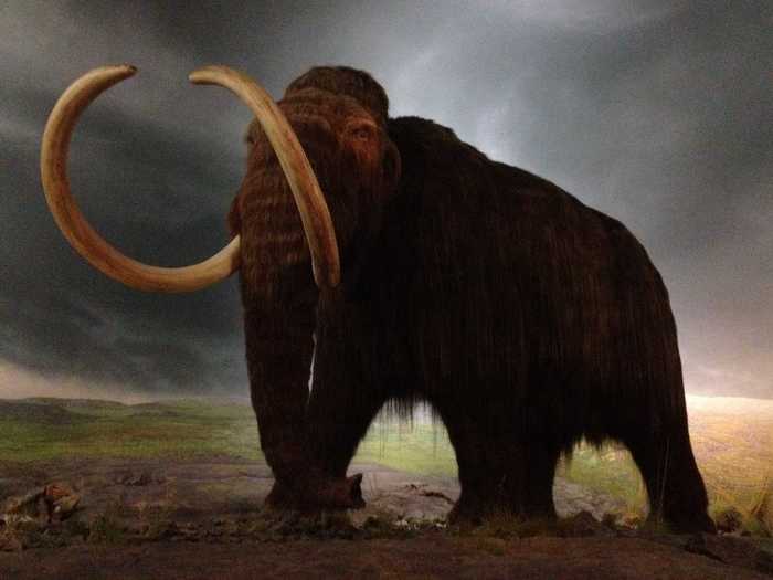 The woolly mammoth was still around when the pyramids were being built.