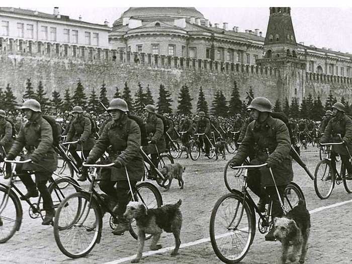 Anti-tank Dogs