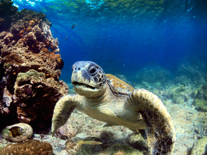 Visit the Galapagos Islands, located off the coast of Ecuador, where you’ll get up-close views of sea turtles and plenty of other animals. Each island boasts a unique landscape, ranging from volcanic rocks to white-sand beaches.