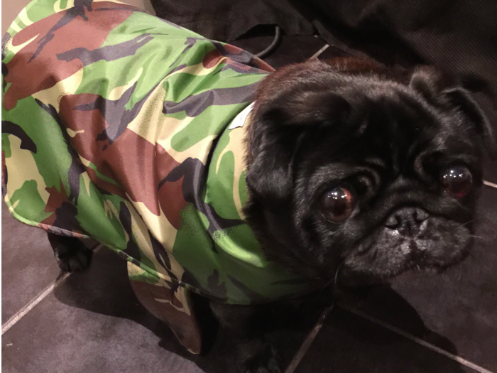 My pug dog Mei Mei was keen to try out one of the camouflage jackets that