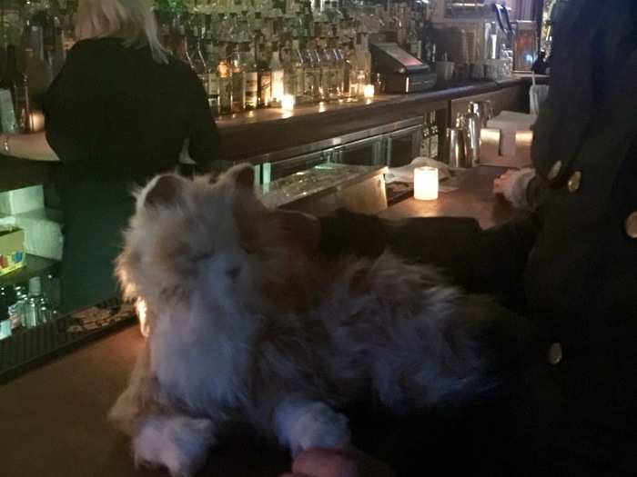 The bar tender looked at us a little funny when we plopped Robo Cat down on the bar. But she said she had seen a stuffed animal before, and didn