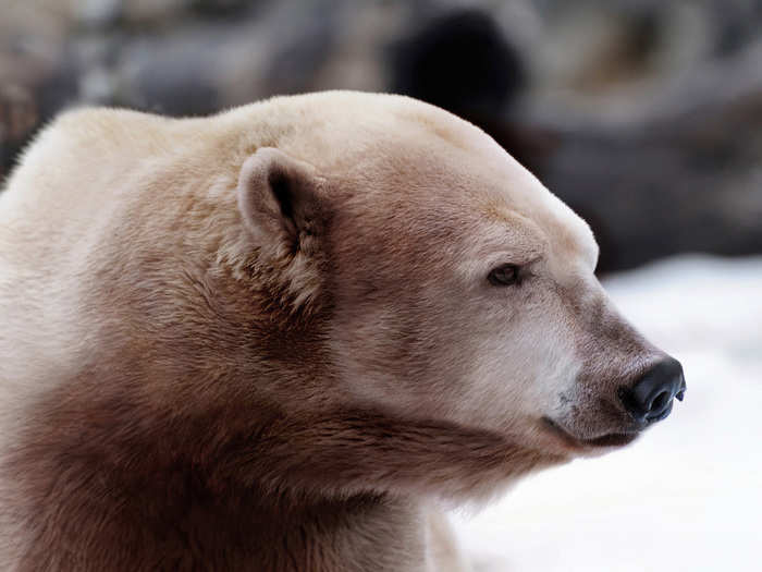 This is polar-brown bear hybrid. The hybrid has splotches of brown, a more blunt snout, and a hump similar to that of the grizzly bear. The ears are also smaller than the grizzly