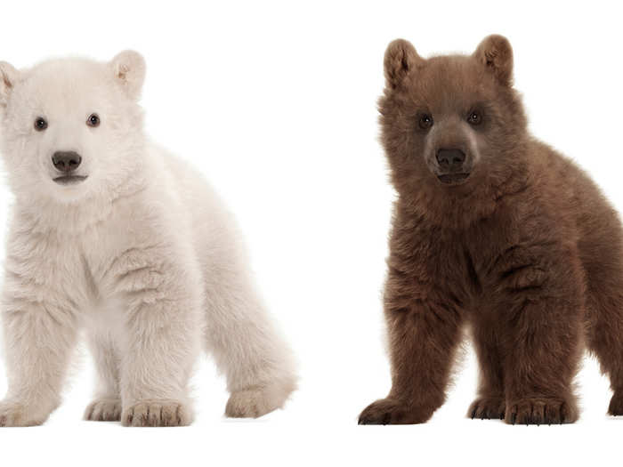 A polar bear cub is on the left and a grizzly bear cub is on the right.